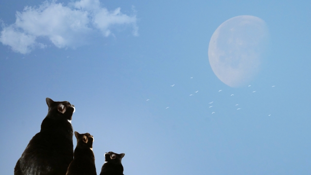 月を見上げる猫の写真